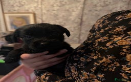 Mixed Breed dogs for sale: Labrador X Yorkshire terrier  - Image 14