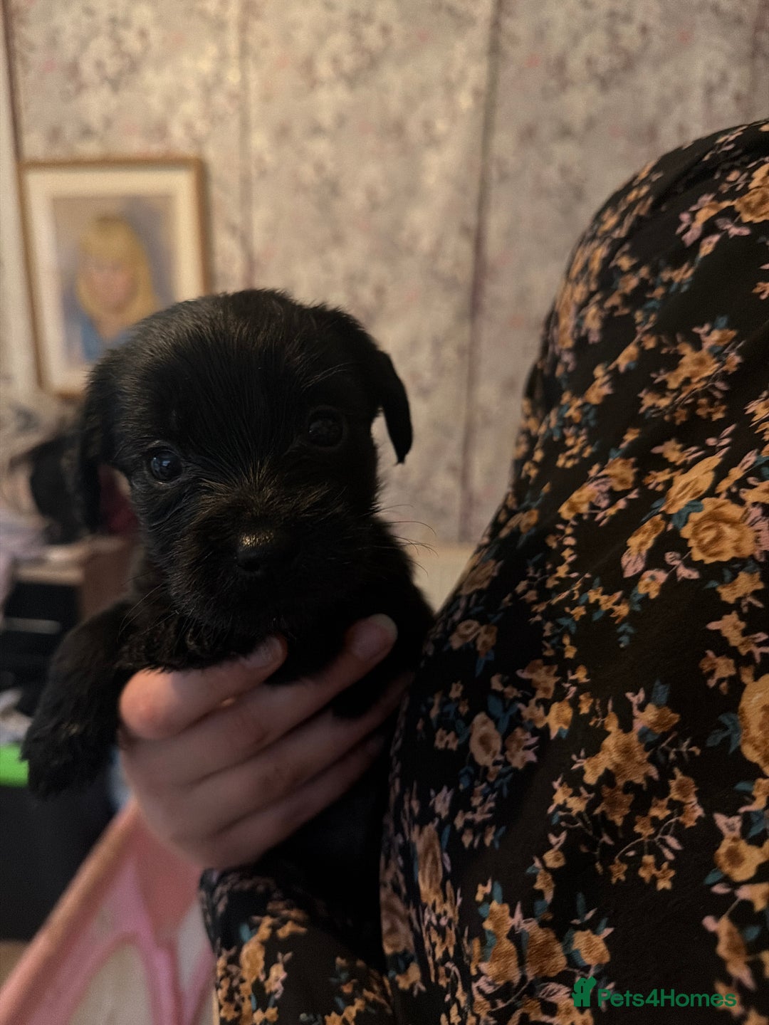 Mixed Breed dogs for sale: Labrador X Yorkshire terrier  - Image 14