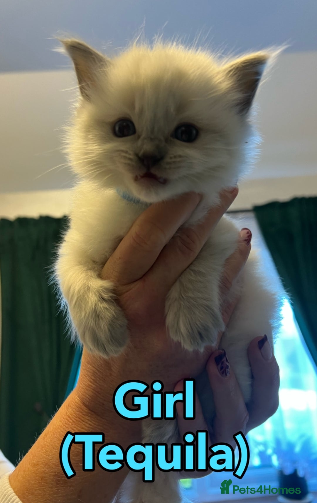 Ragdoll cats for sale: Pure Breed Ragdoll Kittens For Sale - Advert 3