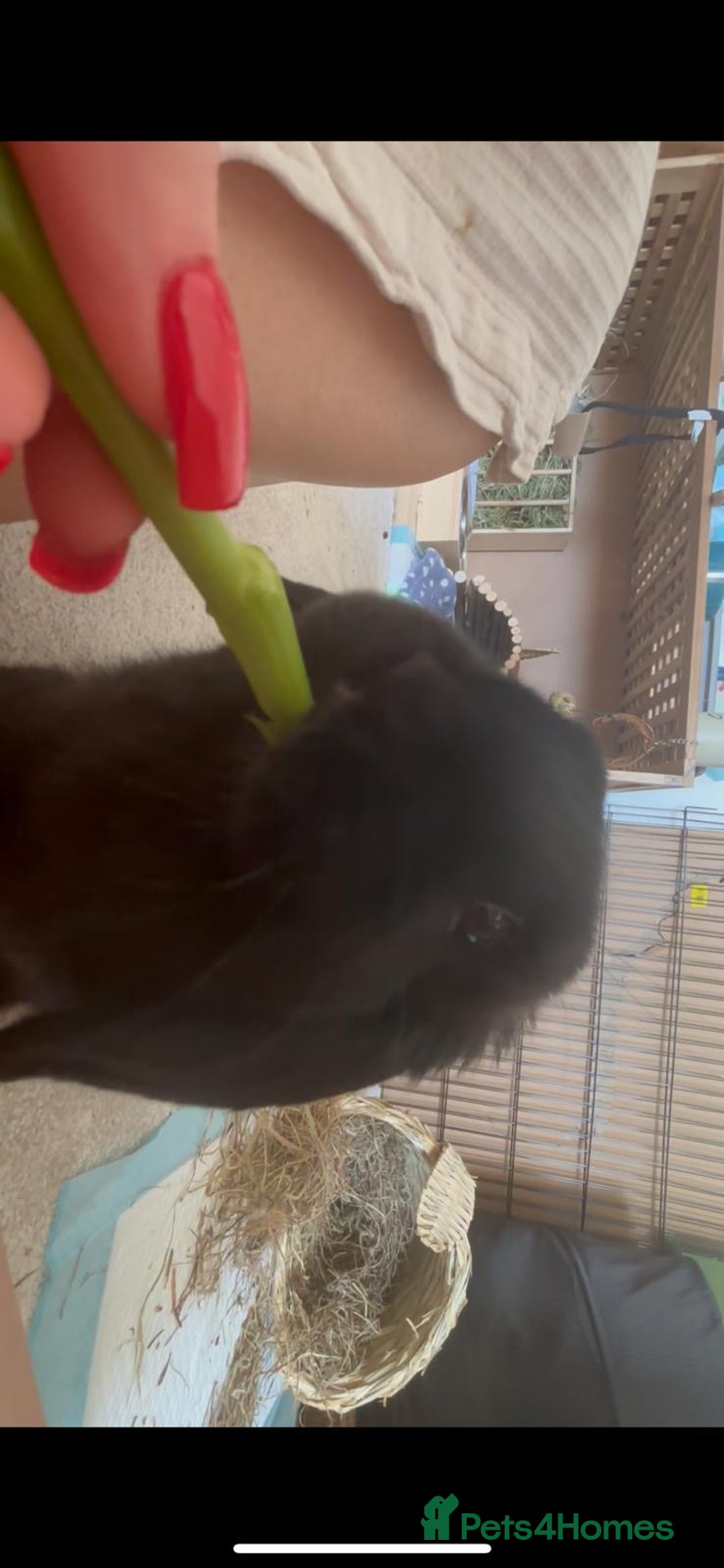 Mini Lop rabbits for sale: Mini lop boy - Image 4