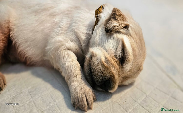 Golden Retriever dogs - Advert 4