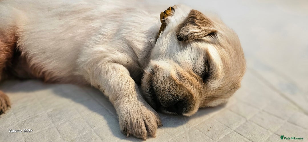 Golden Retriever dogs for sale: Beautiful chunky cream/golden retrievers  - Image 1