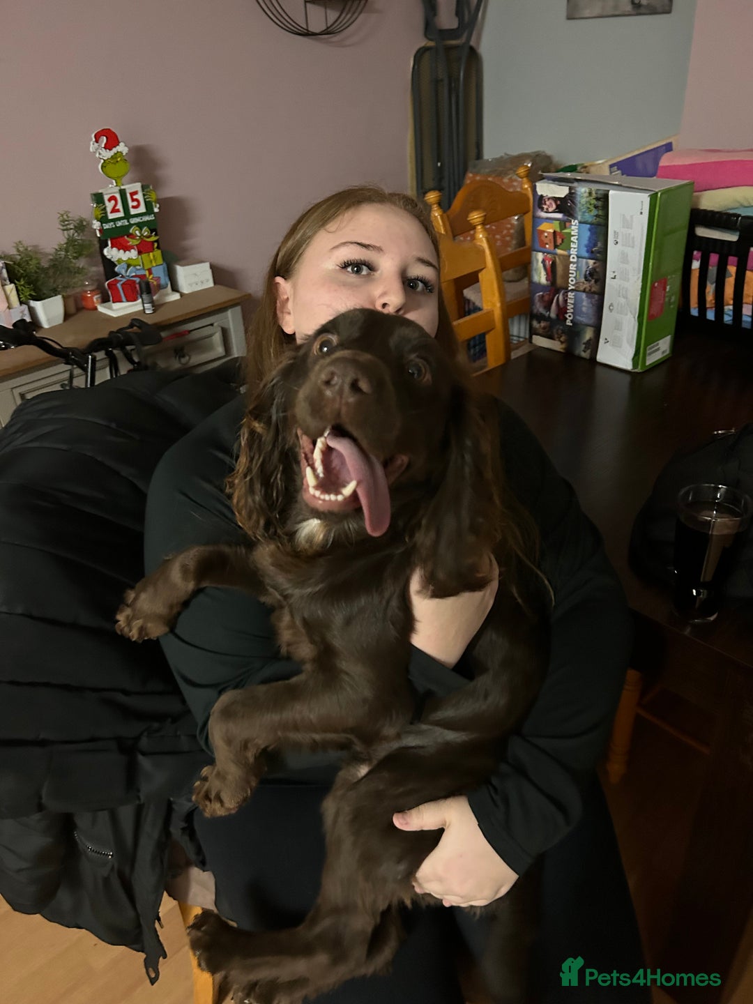 Cocker Spaniel dogs for sale: Chocolate brown cocker in need of a home - Advert 3