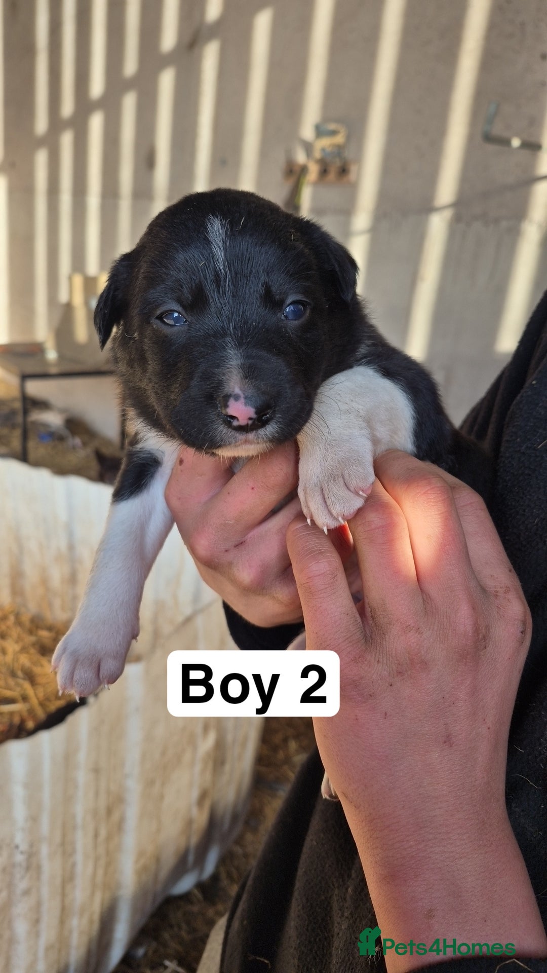 Border Collie dogs for sale: Border Collie Pups - Advert 7