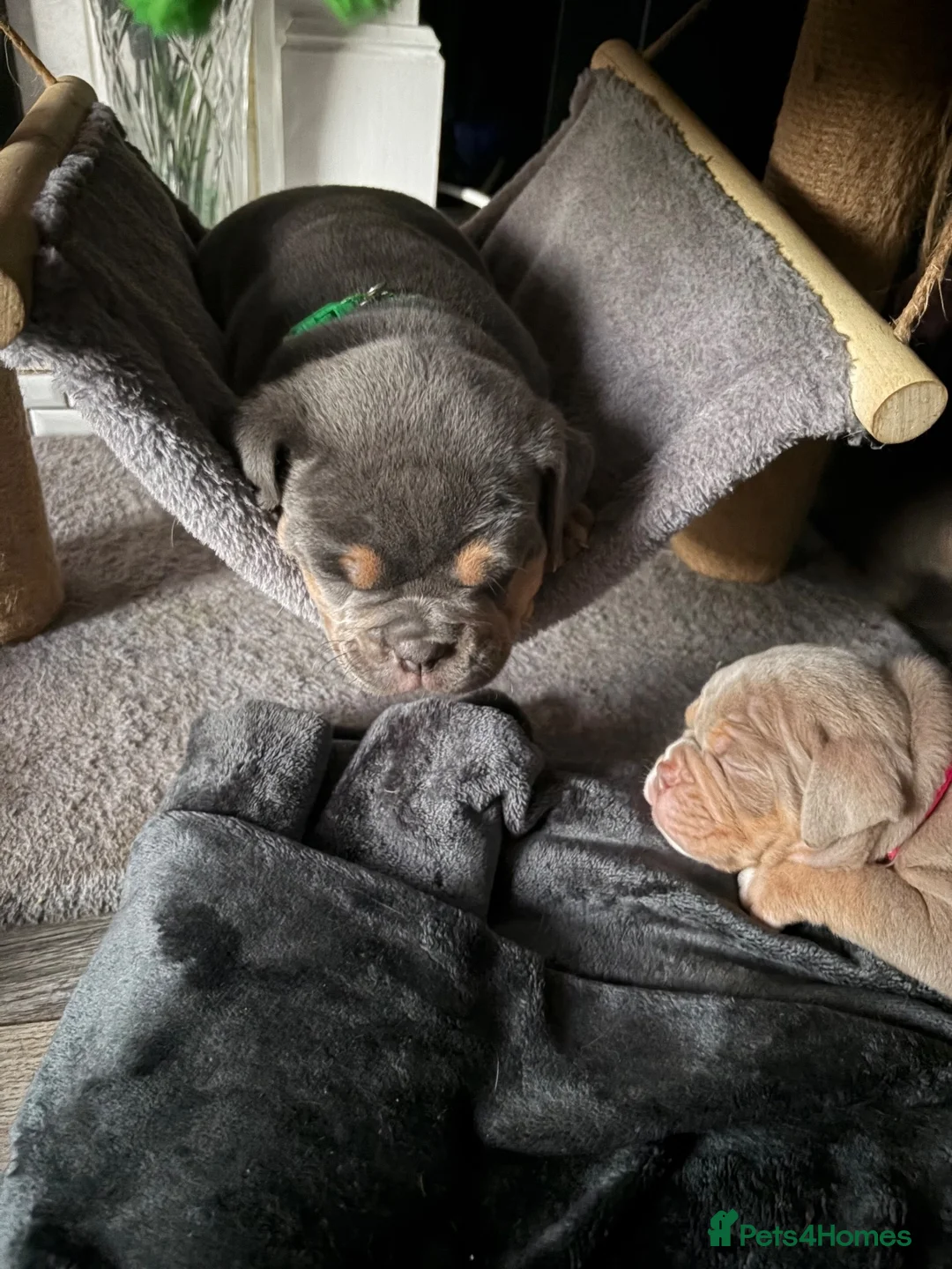 Olde English Bulldogge dogs for sale: Olde English bulldogw in London - Advert 19