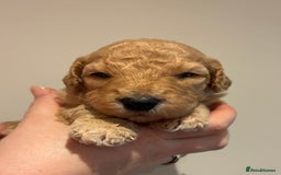 Standard Poodle dogs for sale: Beautiful KC Registered Standard Poodle Puppies - Image 19