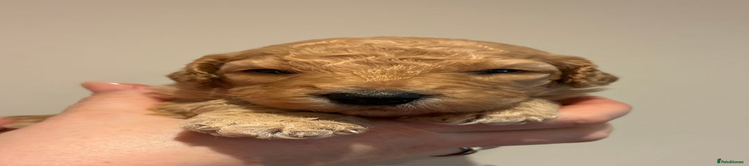 Standard Poodle Puppy 3