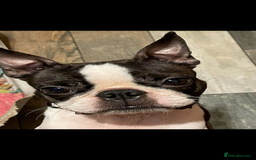 Boston Terrier dogs for sale: Kc reg true to type Boston terrier puppies - Image 14