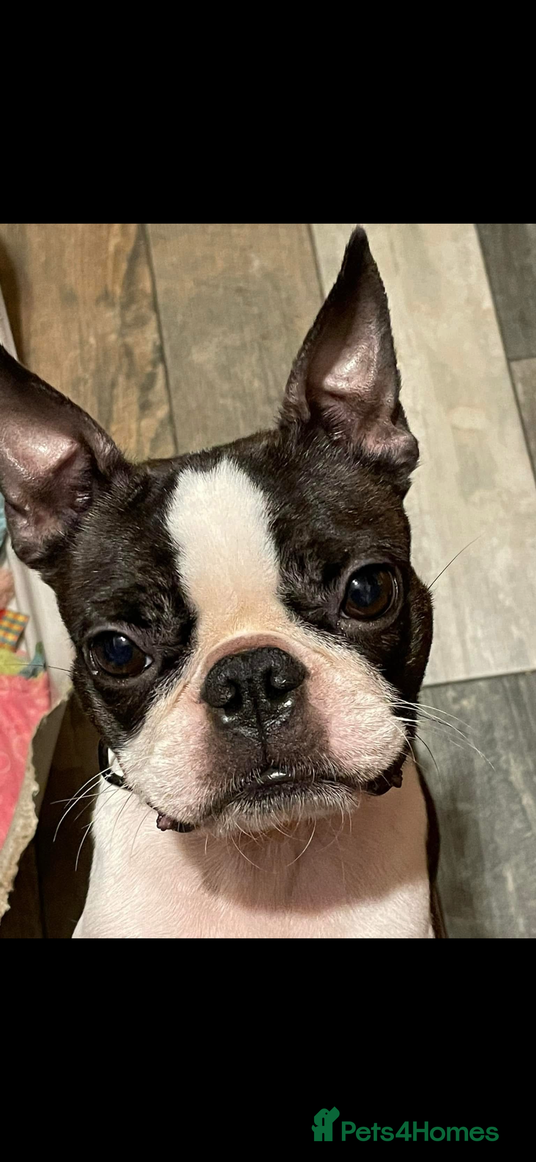 Boston Terrier dogs for sale: Kc reg true to type Boston terrier puppies - Image 14