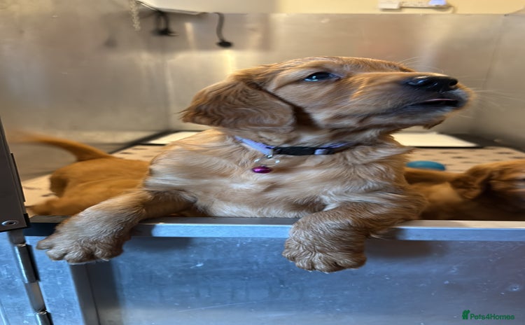 Golden Retriever dogs - Advert 1