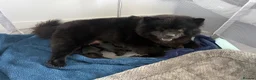 Chow Chow dogs for sale: Chow Chow Puppies Litter🐻 - Advert 2