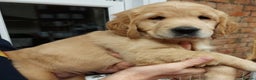Golden Retriever dogs for sale: Fully health tested golden retriever puppys - Advert 3