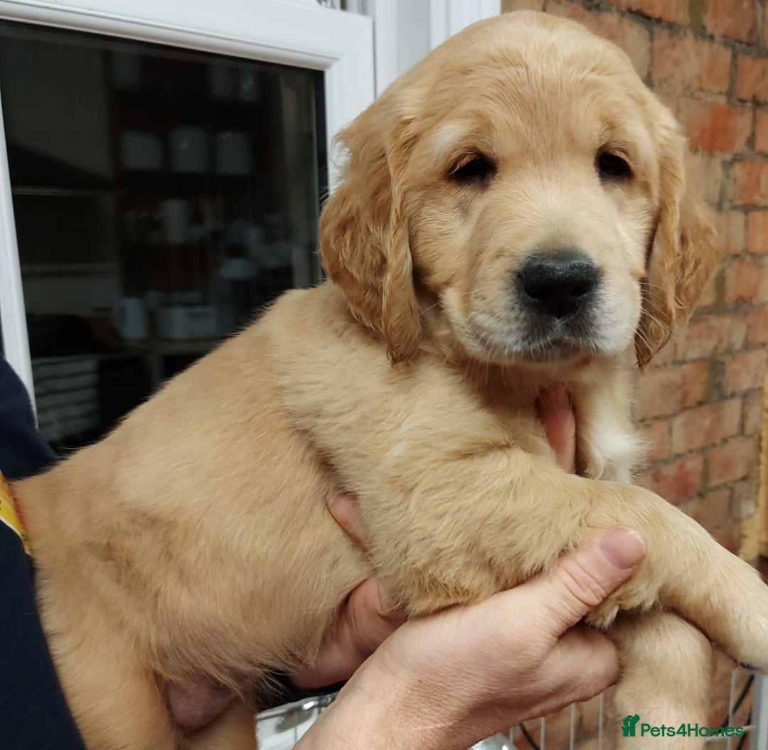 Golden Retriever dogs for sale: Fully health tested golden retriever puppys - Advert 3