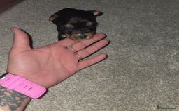 Mixed Breed dogs for sale: 4 tiny puppies - Image 11