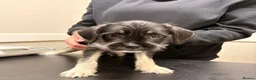 Mixed Breed dogs for sale: REDUCED** READY TO GO** - Advert 24