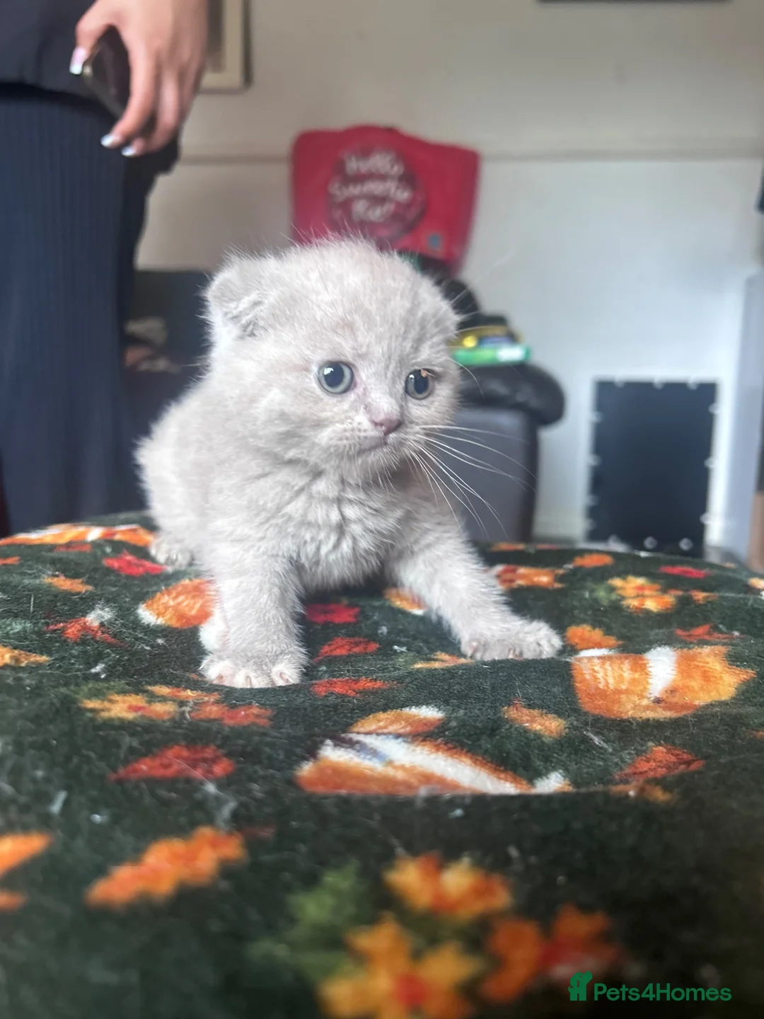 Scottish Fold cats for sale: Scottish fold kittens - Advert 25