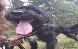 Mixed Breed dogs for adoption: Micky - Norwich Norfolk  - Image 2