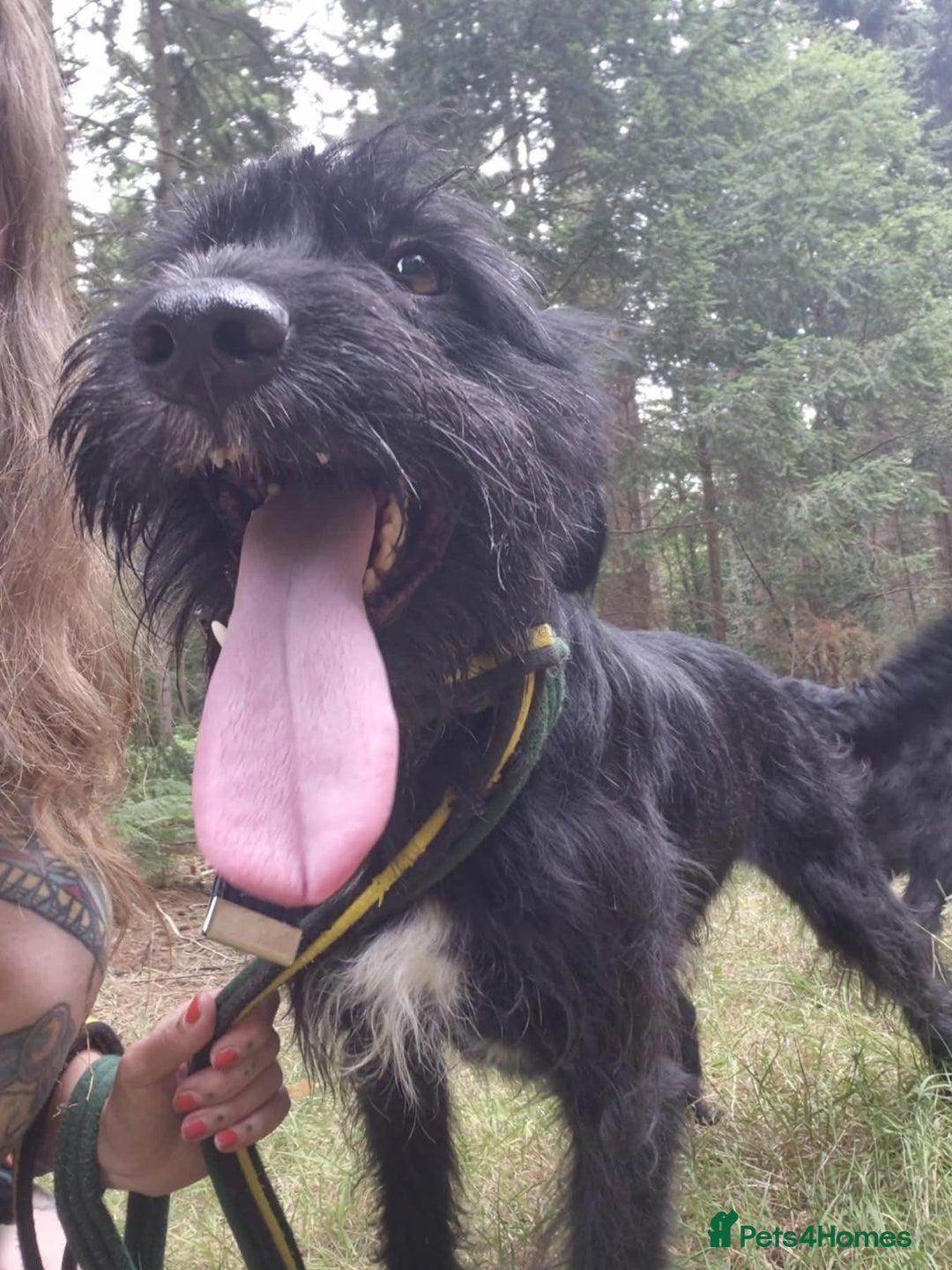 Mixed Breed dogs for adoption: Micky - Norwich Norfolk  - Image 2