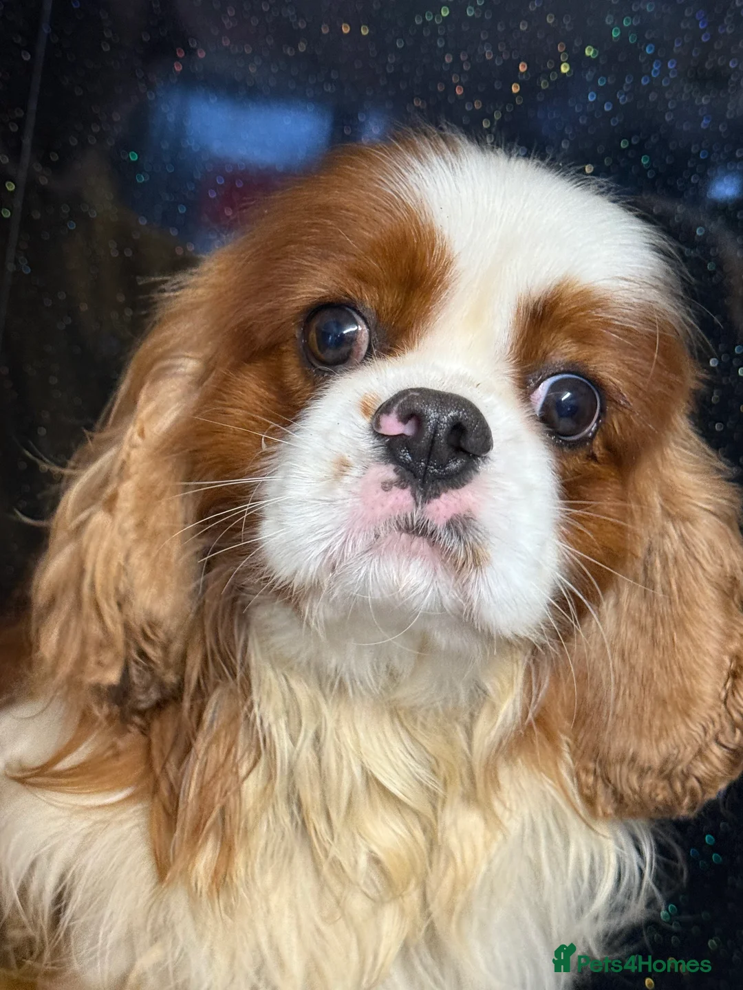 Mixed Breed dogs for sale: Ready Now Cracking Cockalier Boys  - Advert 11