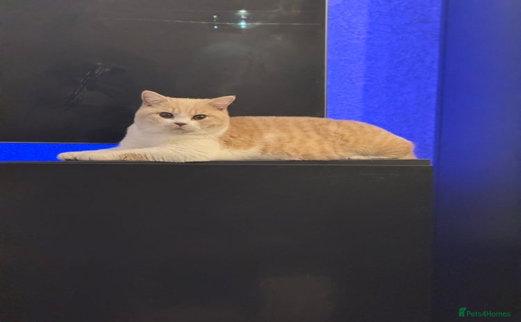 British Shorthair cats - Advert 11