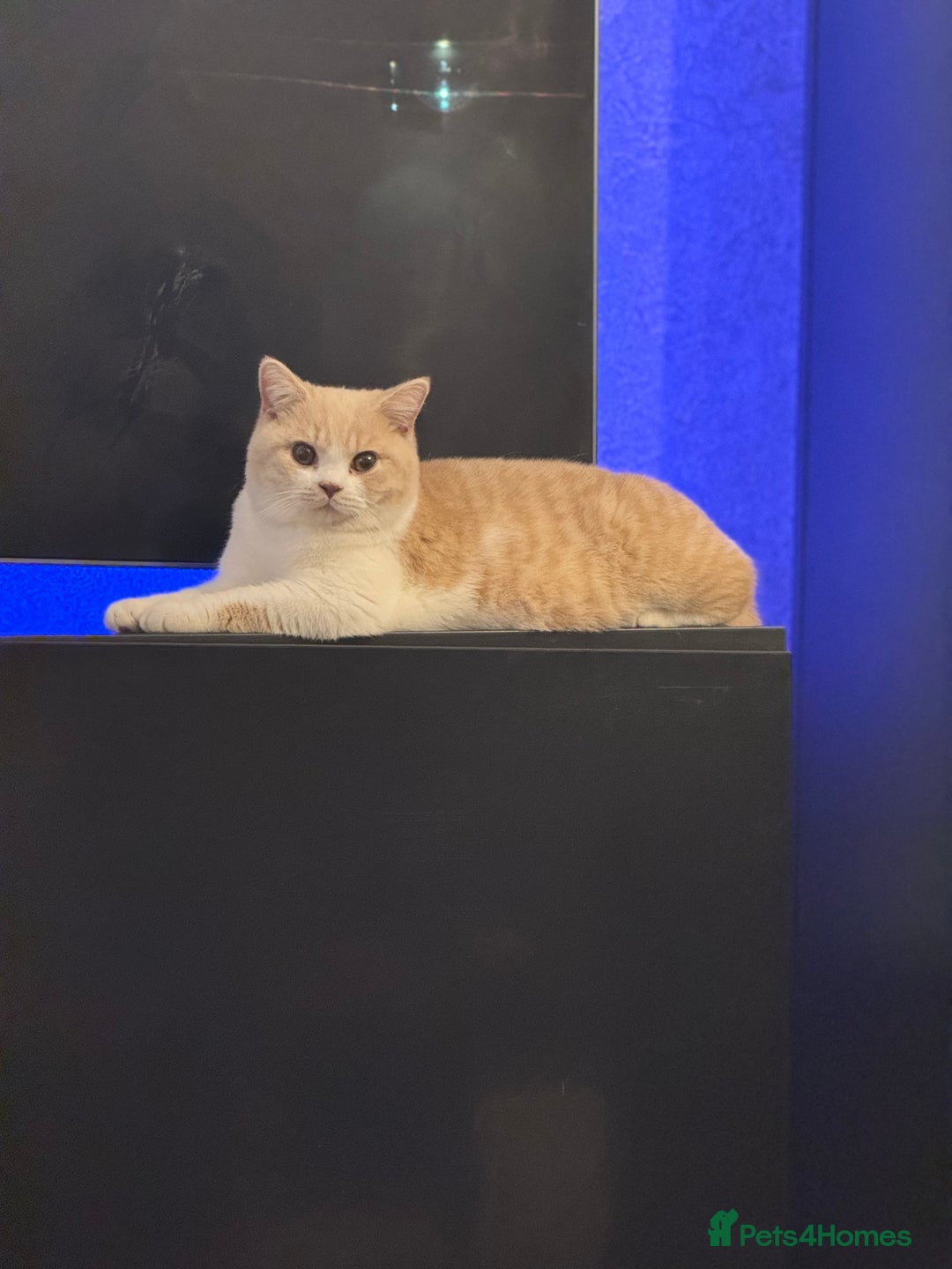 British Shorthair cats for sale: Gorgeous BSH - Image 1