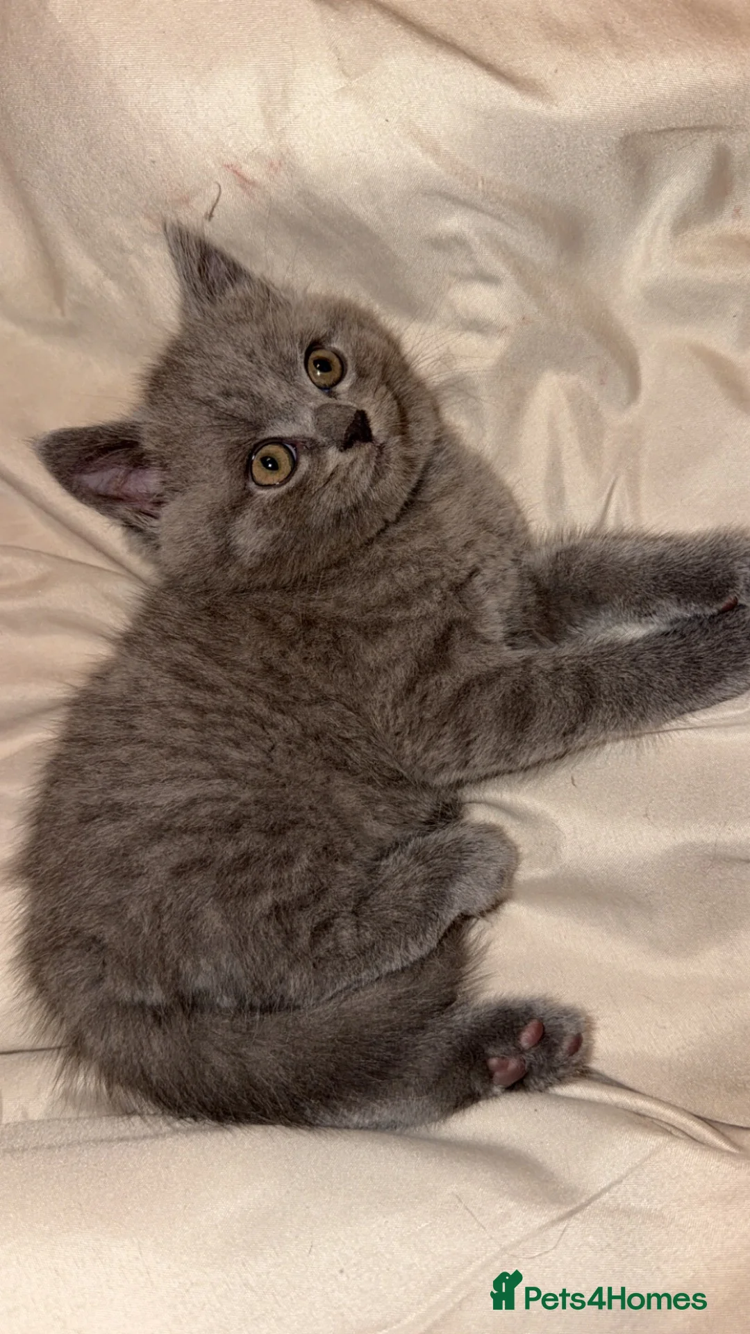 British Shorthair cats for sale: British shorthair kittens - Advert 2