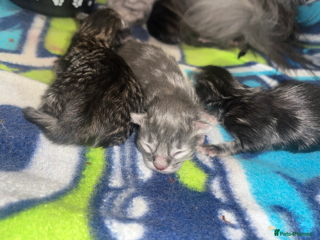 Maine Coon cats for sale: Maine coon cross  - Image 26