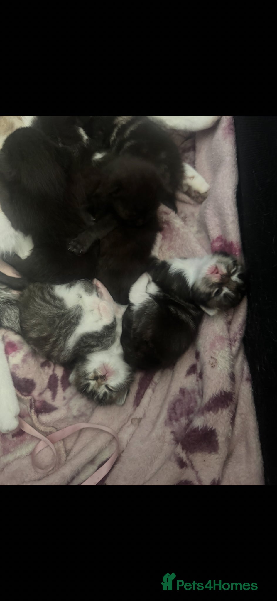 Mixed Breed cats for sale: 6 beautiful chunky kittens  - Advert 20