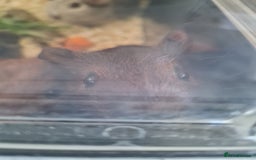 Guinea Pig rodents for sale: Beautiful Baby boy guinea pigs  - Image 2