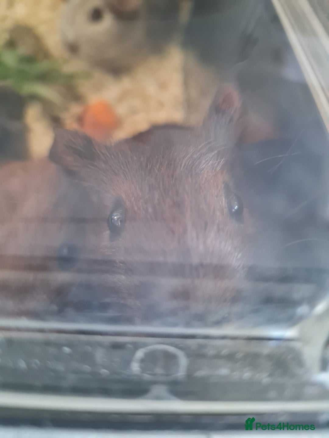 Guinea Pig rodents for sale: Beautiful Baby boy guinea pigs  - Image 2