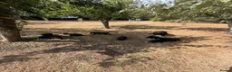 Labrador Retriever dogs for sale: KC reg Labrador puppies, working show type in Hereford - Advert 12