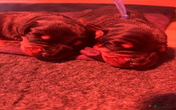 Dobermann dogs for sale: 2 gorgeous boys ready for new forever homes - Image 5