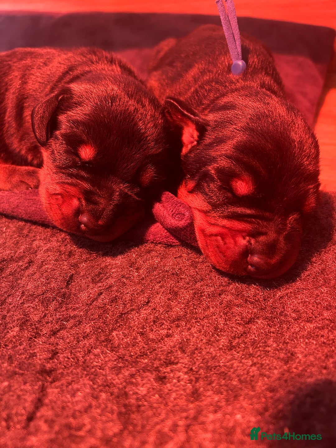 Dobermann dogs for sale: 2 gorgeous boys ready for new forever homes - Image 5