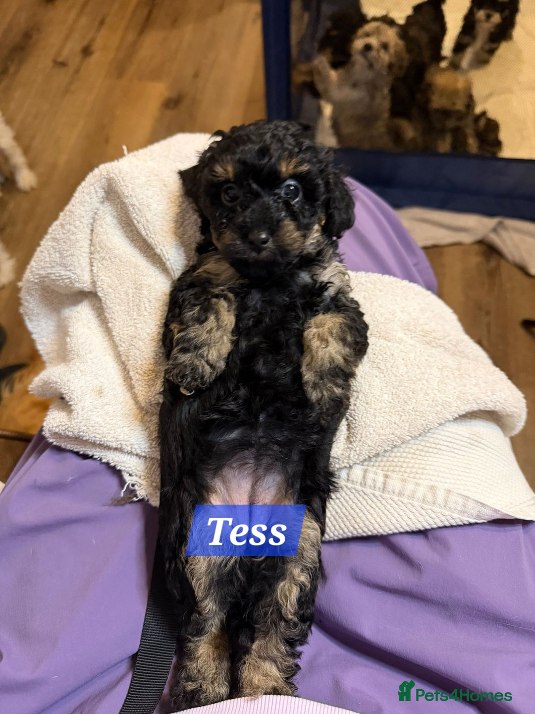 Maltipoo dogs for sale: Multipoo - Advert 17