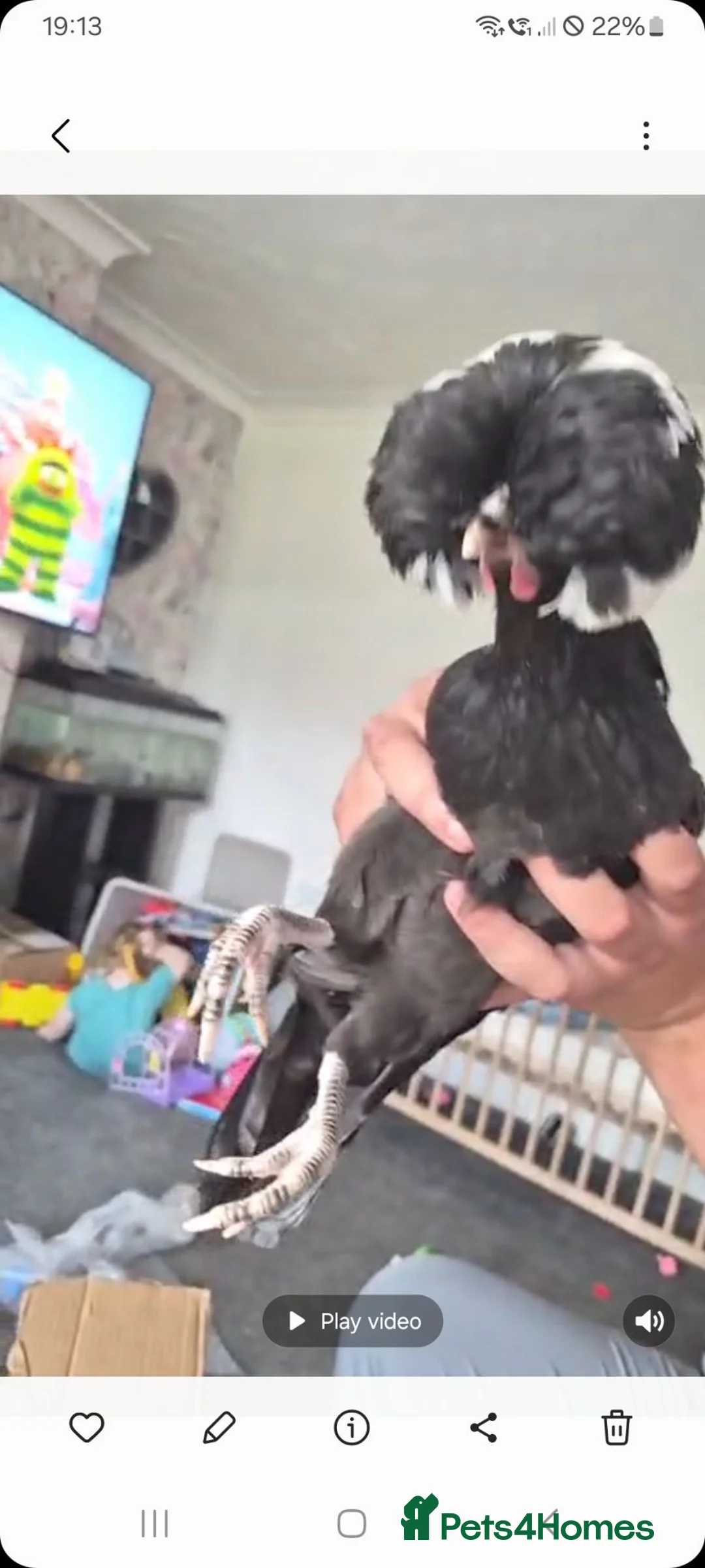 Chickens poultry for sale: Lovely polish hen chicken  - Advert 1