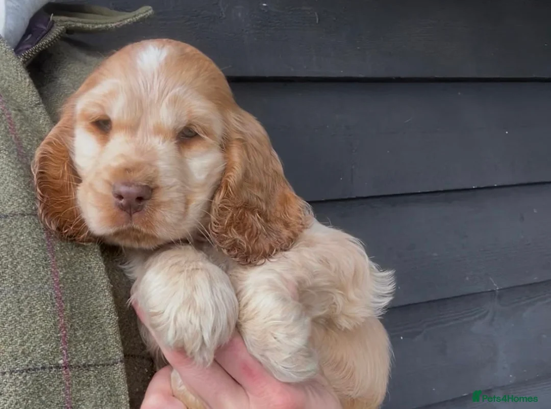 Cocker Spaniel dogs for sale: Sable Show Cocker Spaniels  - Advert 1