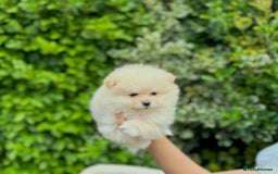 Pomeranian dogs for sale: Tiny Pomeranian Girls – Champion Bloodlines - Image 5