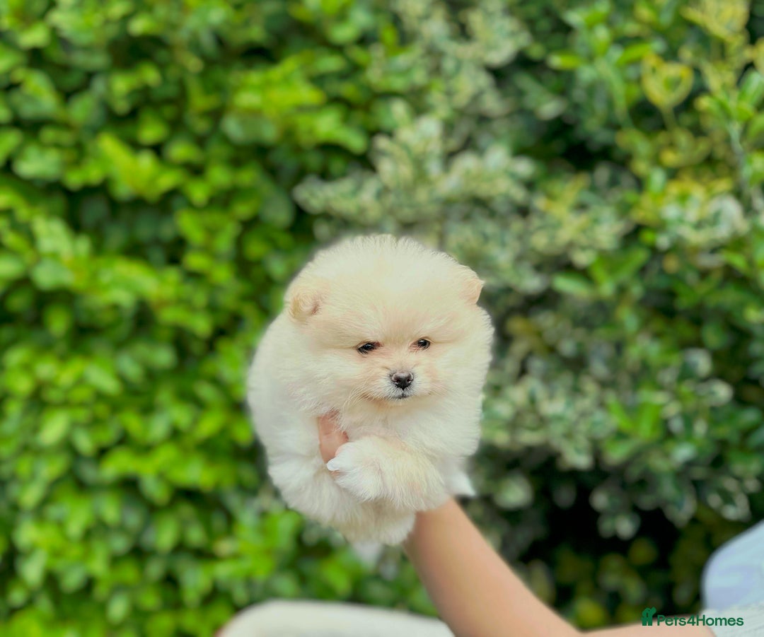 Pomeranian dogs for sale: Tiny Pomeranian Girls – Champion Bloodlines - Image 5