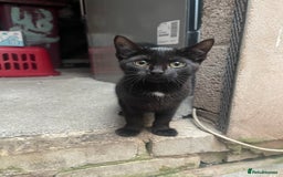 Mixed Breed cats for sale: 2 black kittens for sale £50 - Image 1