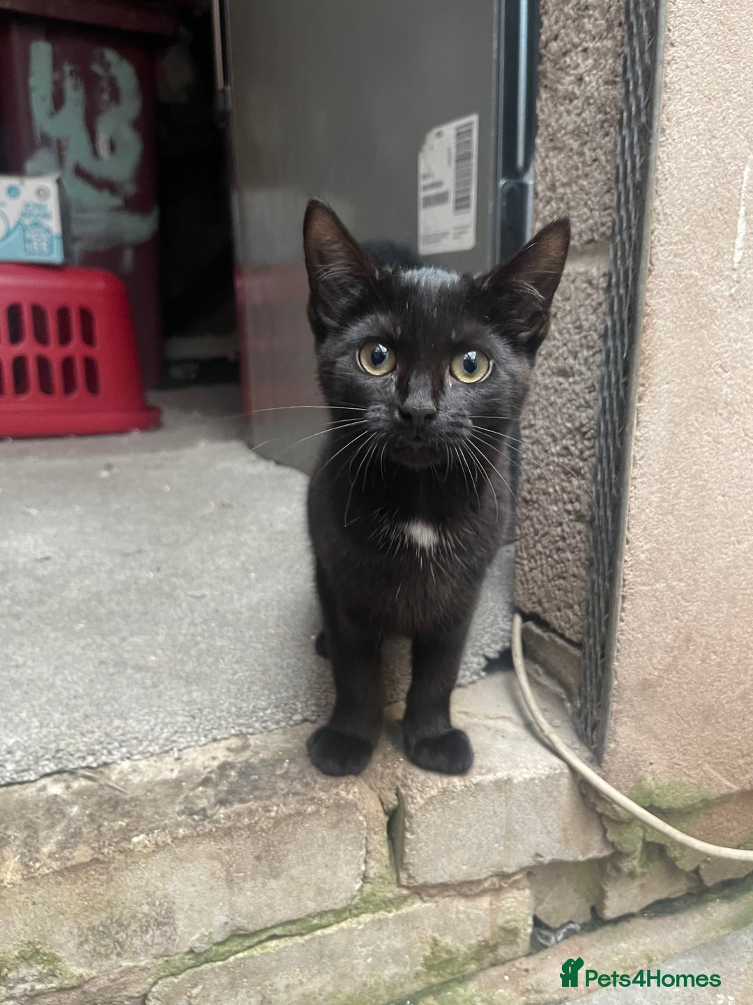 Mixed Breed cats for sale: 2 black kittens for sale £50 - Image 1