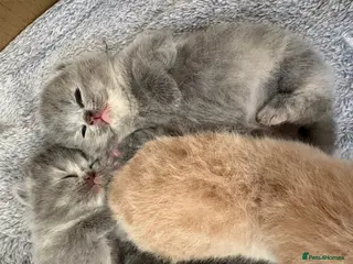 British Shorthair cats BRITISH SHORTHAIR KITTENS AVAILABLE 😻😻😻 - Advert 5