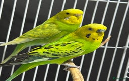 Budgerigars birds for sale: Beautiful Pair of Budgies  - Image 1