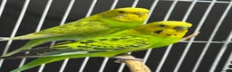 Budgerigars birds for sale: Beautiful Pair of Budgies  - Advert 1