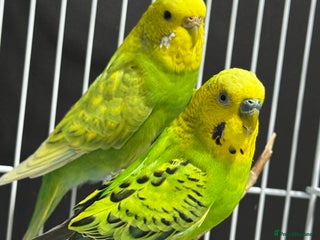 Budgerigars birds - Advert 3