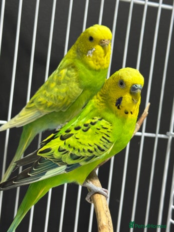 Budgerigars birds - Advert 2