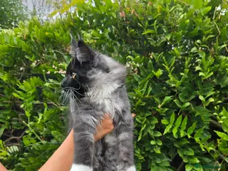 Maine Coon cats Beautiful Maine Coon kittens - Advert 2
