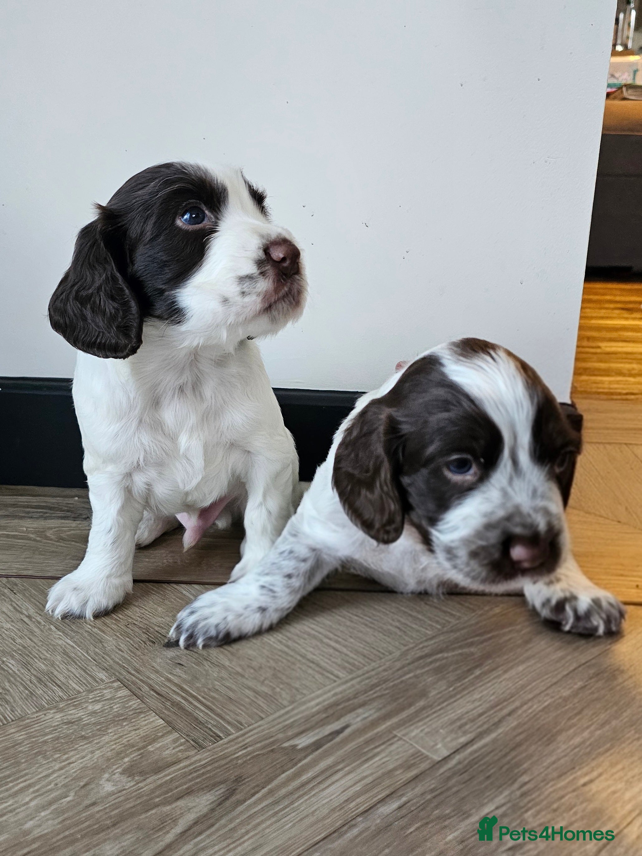 Cocker Spaniel dogs Male cocker spaniel pups - Advert 3