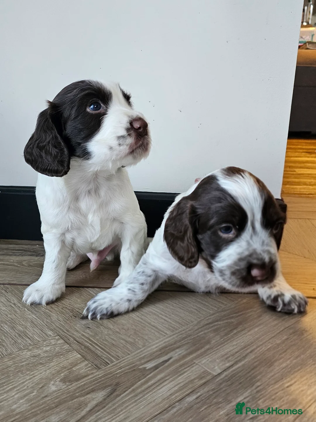 Cocker Spaniel dogs for sale: Male cocker spaniel pups - Advert 1