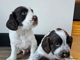 Cocker Spaniel dogs Male cocker spaniel pups - Advert 1