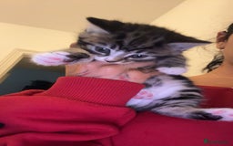 British Longhair cats for sale: 2 kittens and 1 young cat for sale!! - Image 1
